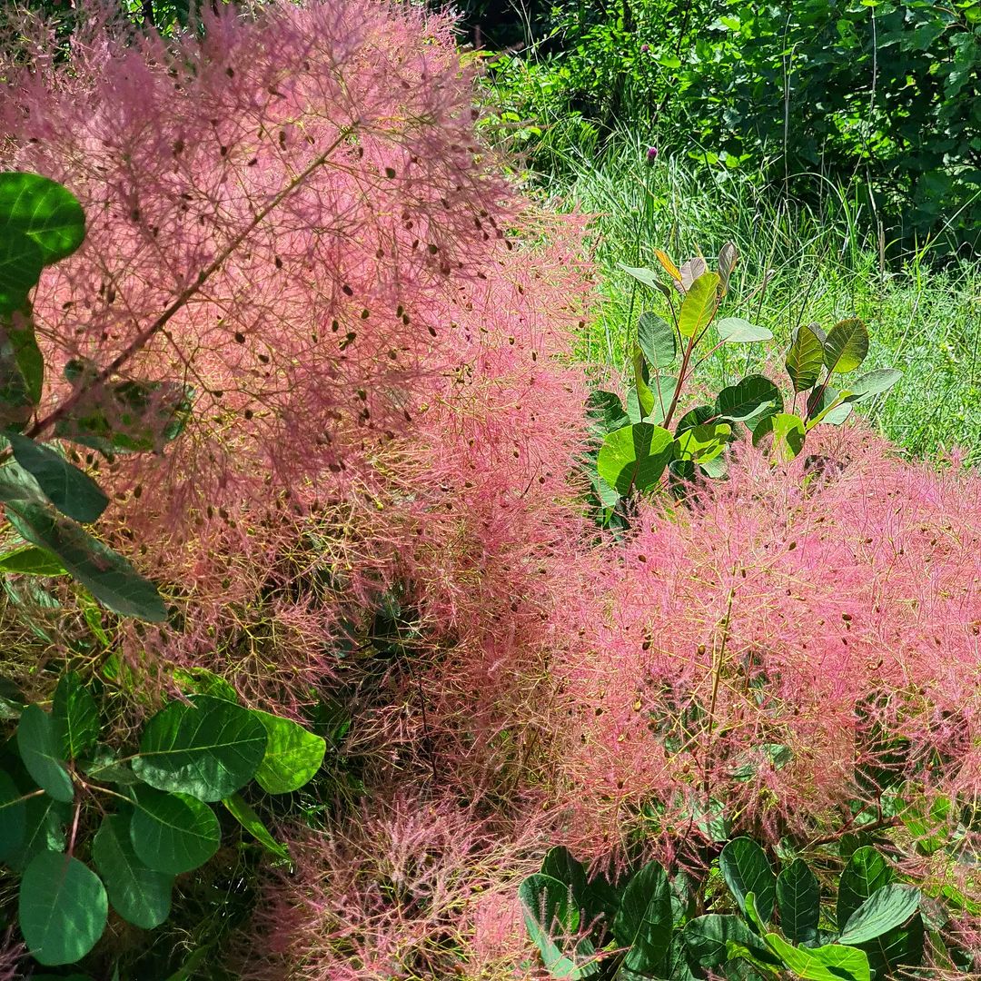 alla_foma2 в LOOKY — фото 6