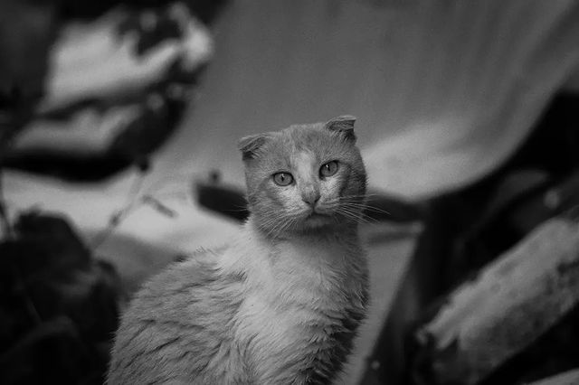 photo_monster_2400 в LOOKY. #кот,#домик,#деревня,#чбфотография,#чб,#дорогадомой,#cat,#village,#home,#roadhome,#sony,#sonyalpha. Съёмка: 15 июня 2023...