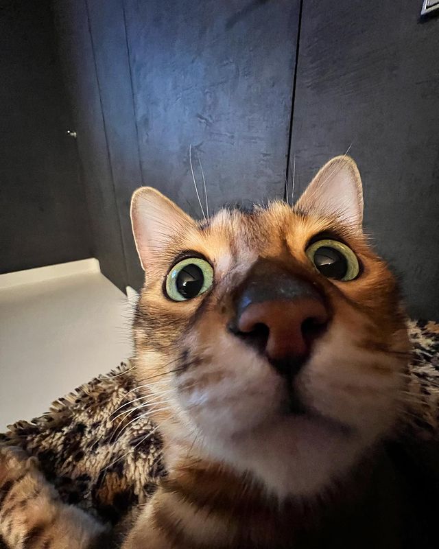 hunter.bengalcat в LOOKY. #selfie,#селфи,#бенгал,#bengal,#bengalcat,#бенгальскийкот,#бенгальскийкотенок,#кот,#cat,#котенок,#hunter,#хантер,#khan,#хан,#honey,#хани. 🐽
#selfie 
#селфи 
...