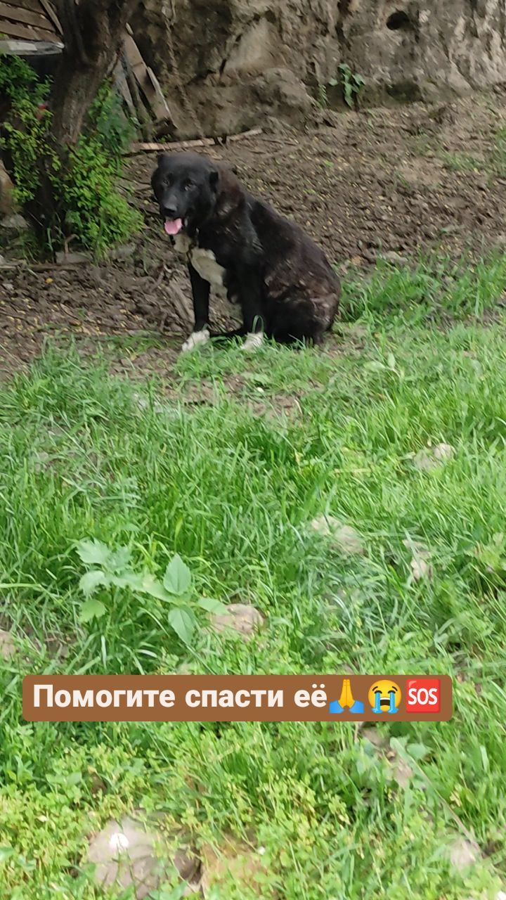 viktoria_help_animals_kmv в LOOKY. #чернаяалабайка_белореченск23. 🆘🆘🆘Срочный сбор н...