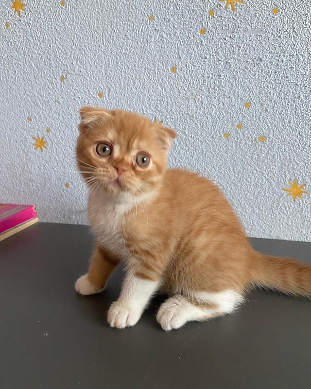 sheerfold_cattery в LOOKY. . Милейший, забавный м...