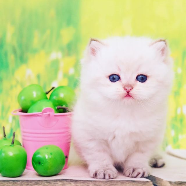 cattery_fiori.zen в LOOKY. . Прекрасная булочка F...