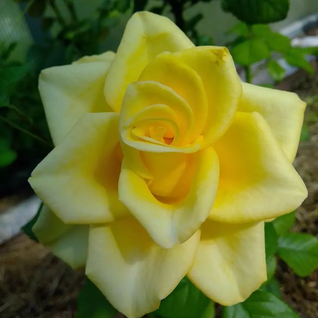 alexpskov58 в LOOKY. . Some roses and anoth...