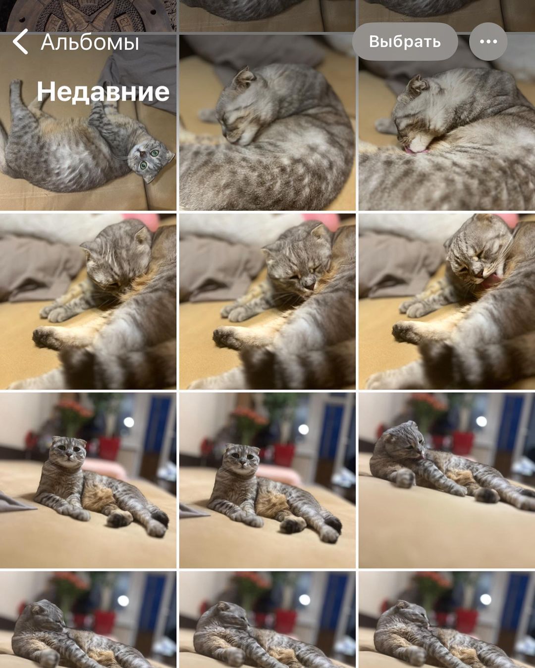 nemnogo.neskromno в LOOKY — Ети никчемни адержымы мной (с)кошка