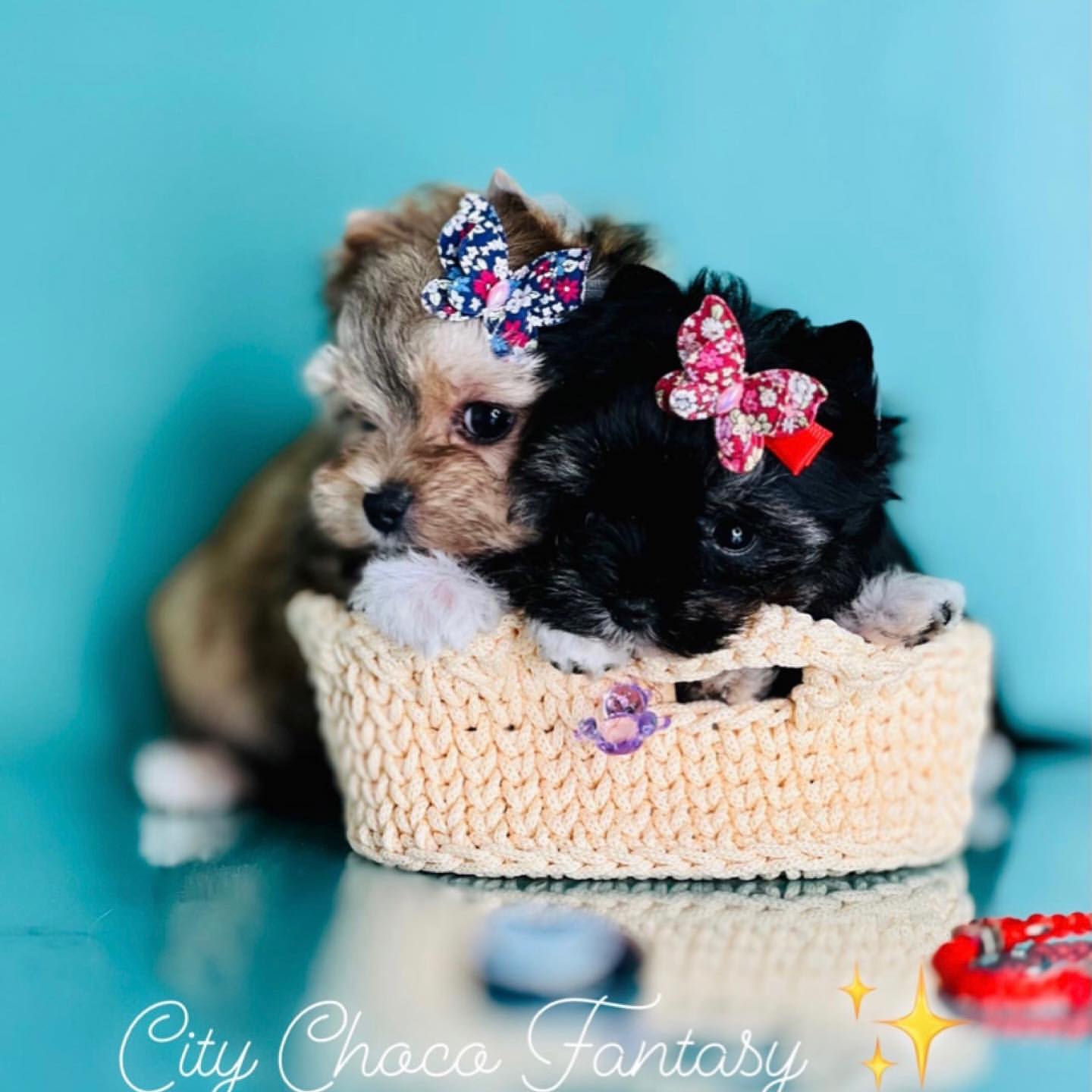 kennel_city_choco_fantasy в LOOKY — фото 10
