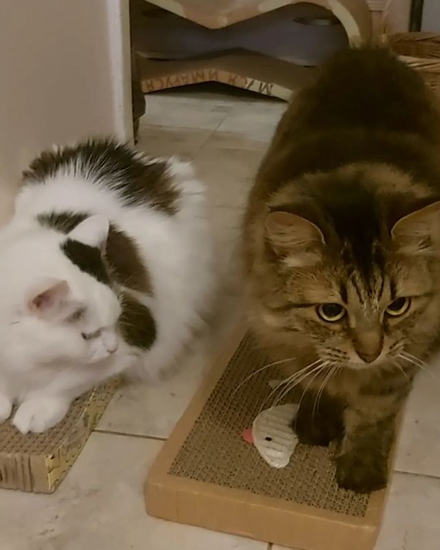 maria_musya.i.marusya.cats в LOOKY. #мусяша,#маруся,#котикитакиекотики,#безкотаижизньнета,#котикимои,#котеечка,#котэ,#instacat,#videocat,#catofinstagram,#catsofinstagram. Деньрожденьевые пода...