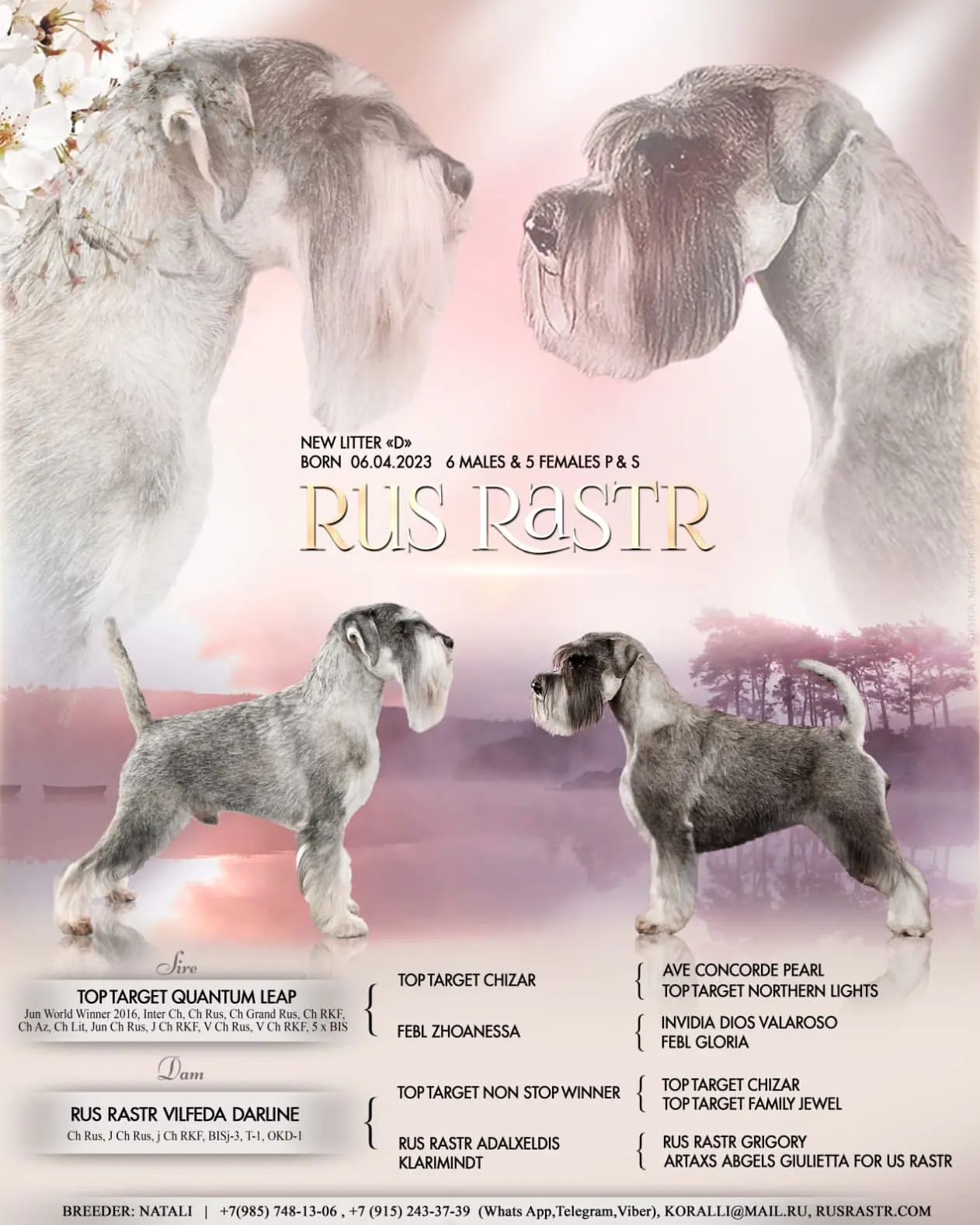 lizashevchenko2000 в LOOKY. #щенкинапродажу,#щенкимиттельшнауцера,#щенкипродажа,#миттельшнауцер,#миттель,#миттельшнауцеры,#шнауцеры,#щенкишнауцера,#schnauzer,#schnauzerlove,#schnauzerpuppy. Продаются щенки митт...