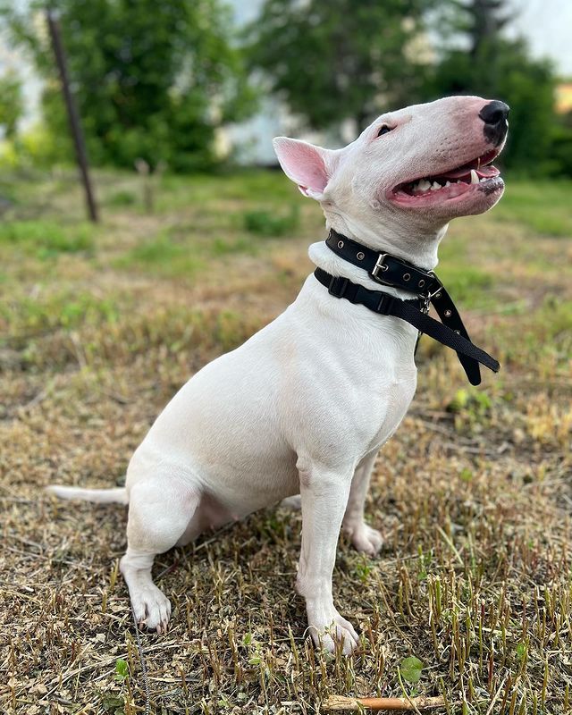 rat_von_lakmann в LOOKY. #опаснаясобака,#bullterrier,#ганеша. Ганеша #опаснаясобак...