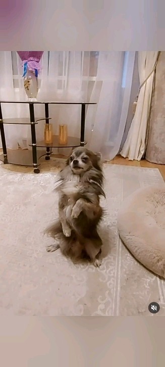 natali312801 в LOOKY. . Лёвчик, дорогой наш ...