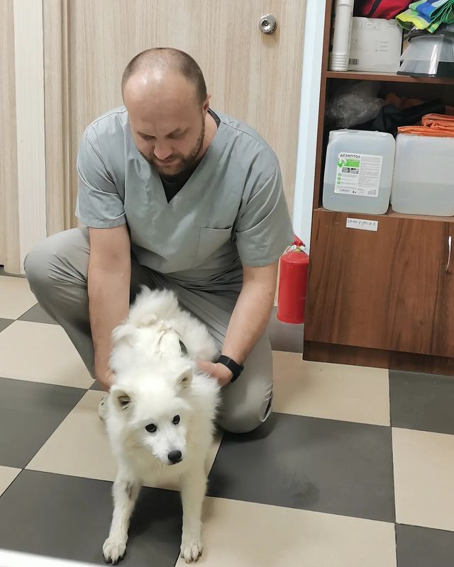 kondorvet_clinic в LOOKY. #кондорвет,#кондор,#ветклиника,#кастрация,#кастрируй,#вакцинируй. Стеснительная малышк...