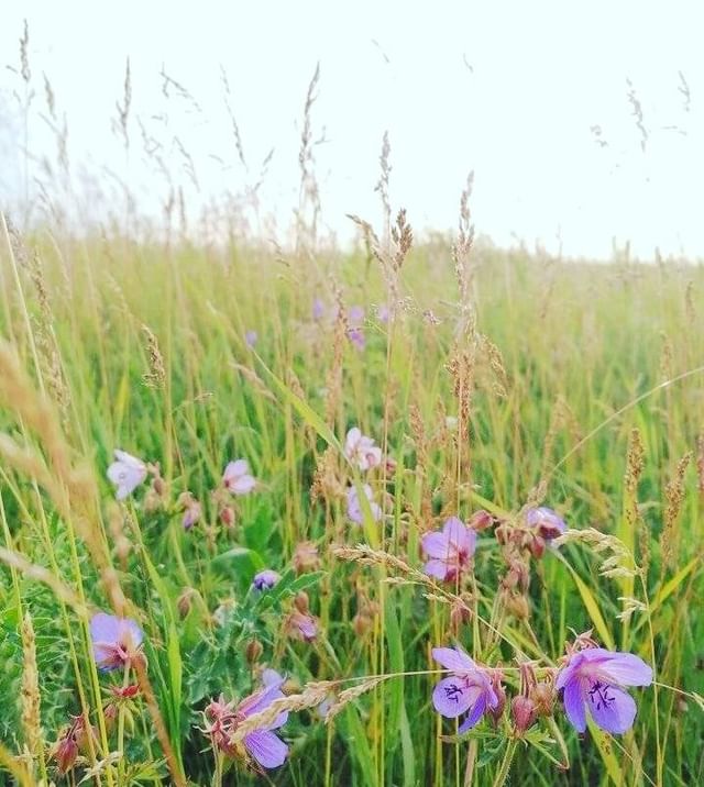 inst_chernika в LOOKY. . null