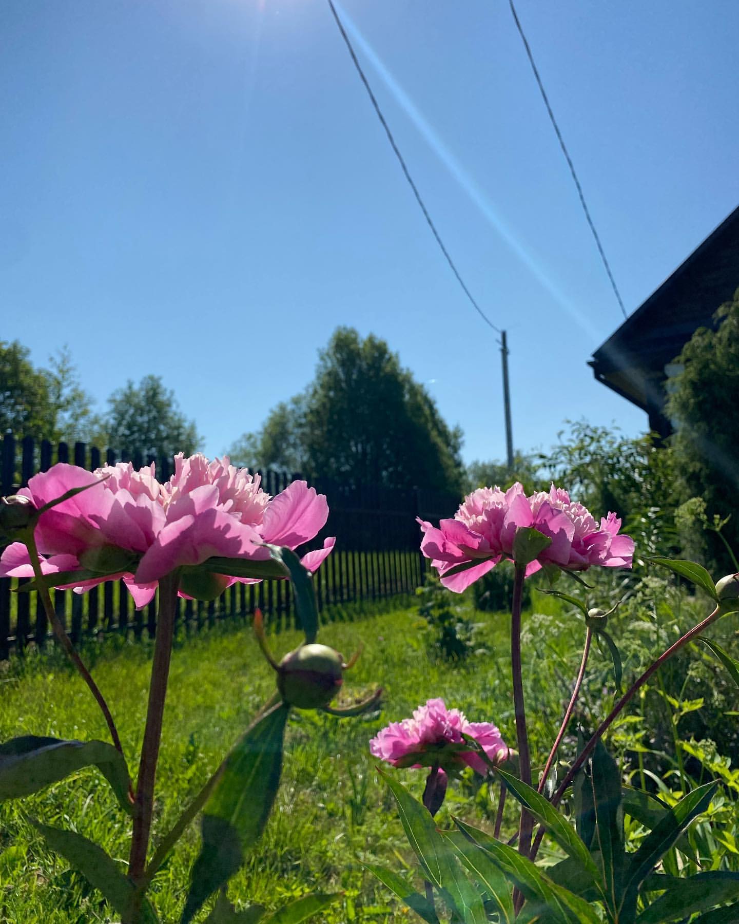 elenakostina1303 в LOOKY. #летниезарисовки🌺🦋🌞. #летниезарисовки🌺🦋...