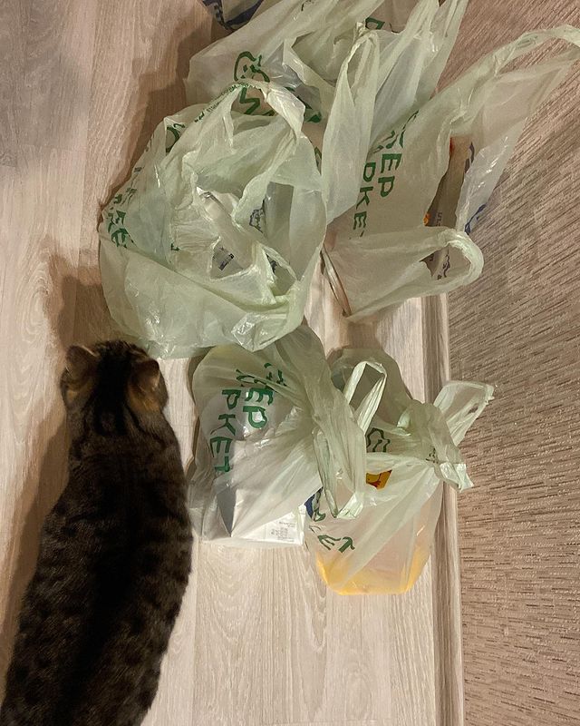 marsik_cat_playful в LOOKY. #кот,#cats,#питомцы,#друзья,#животные,#круто,#номер1,#чудо,#интересно,#красота,#сегодня,#счастье,#любовь,#топ,#мойкот,#умныйкот,#cat,#cats,#catlovers,#catlover,#funnyanimals,#funnyanimal,#supercat,#funnycat,#catsofworld,#gatto. Так, так…. Проверочк...