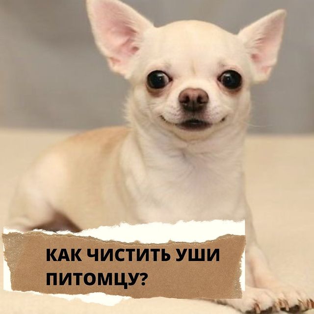 lucky_dog_kapunoff в LOOKY. #luckydog#kapunoff#здоровьепитомца#лакомстваДляЖивотных. КАК ЧИСТИТЬ УШИ ПИТО...