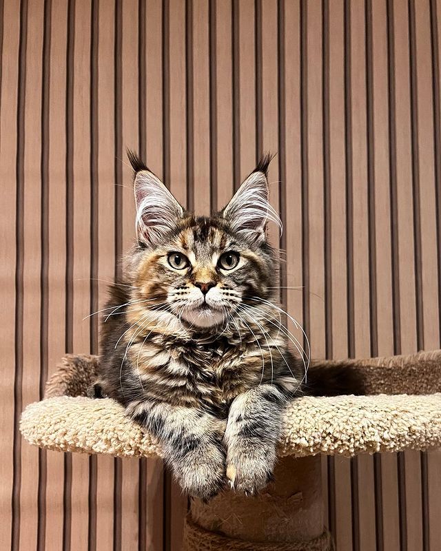 blackmaxhouse в LOOKY. #maincoon,#maincoonsofinstagram,#maincoons,#maincooncat,#maincoonlovers,#maincoonkitten,#мейнкун,#мейнкункотята,#мейнкуны,#мейнкунчерепашка,#мейнкунырулят,#мейнкунмосква. Мраморная черепашка ...