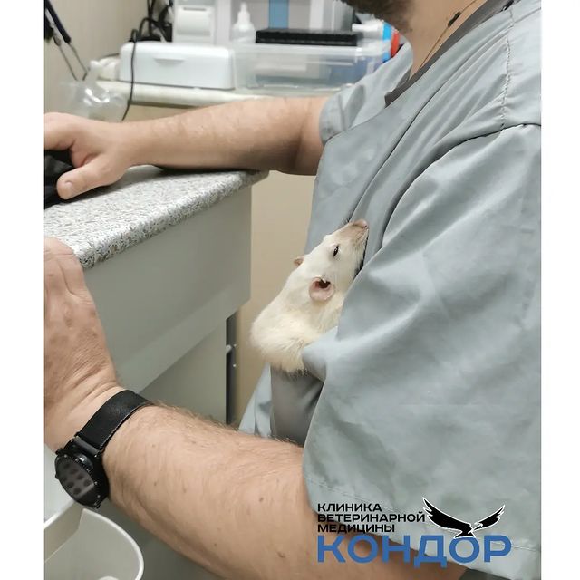 kondorvet_clinic в LOOKY. #кондорвет,#кондор,#ветклиника. Подпилили резцы, мож...