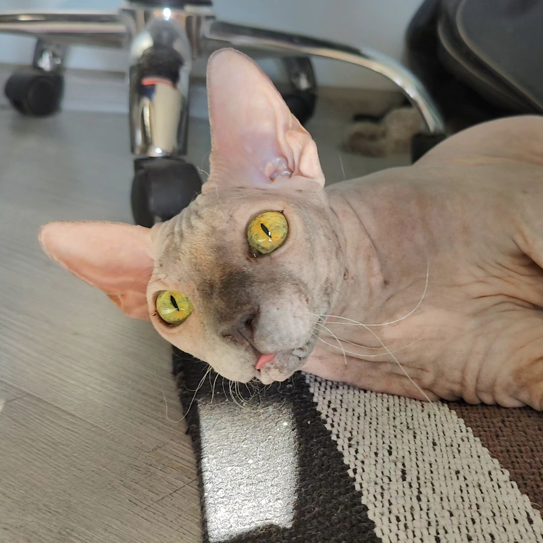 eva_sphynx_cat в LOOKY — фото 3