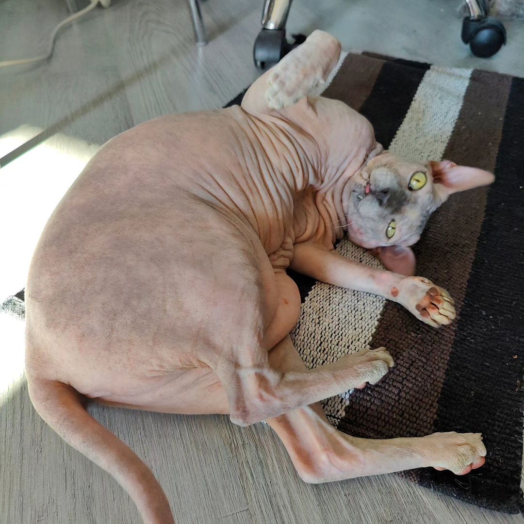 eva_sphynx_cat в LOOKY — фото 7