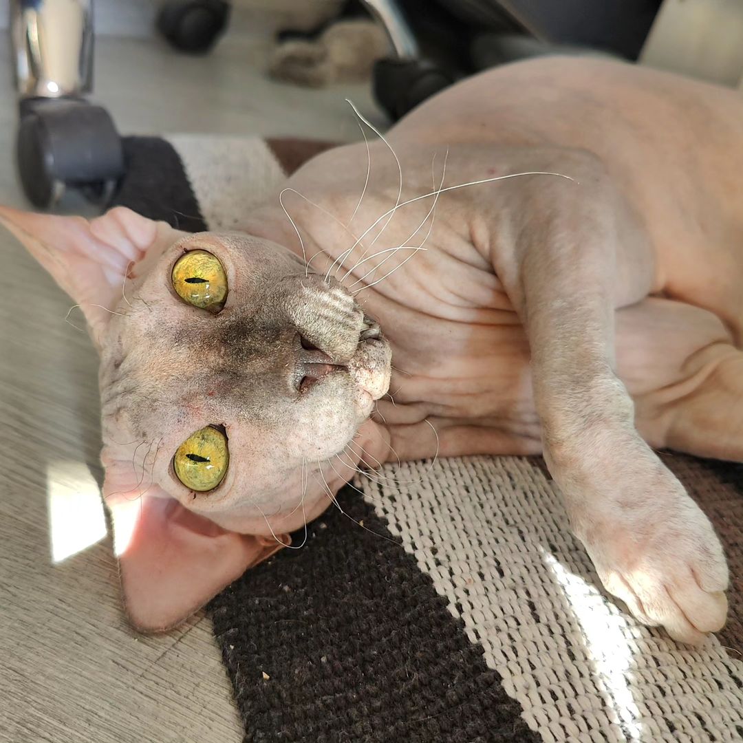 eva_sphynx_cat в LOOKY — фото 2