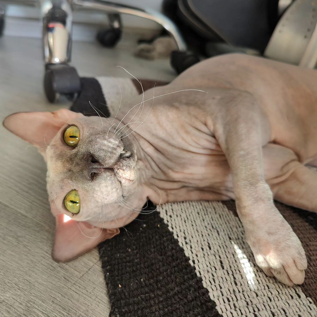 eva_sphynx_cat в LOOKY — фото 4