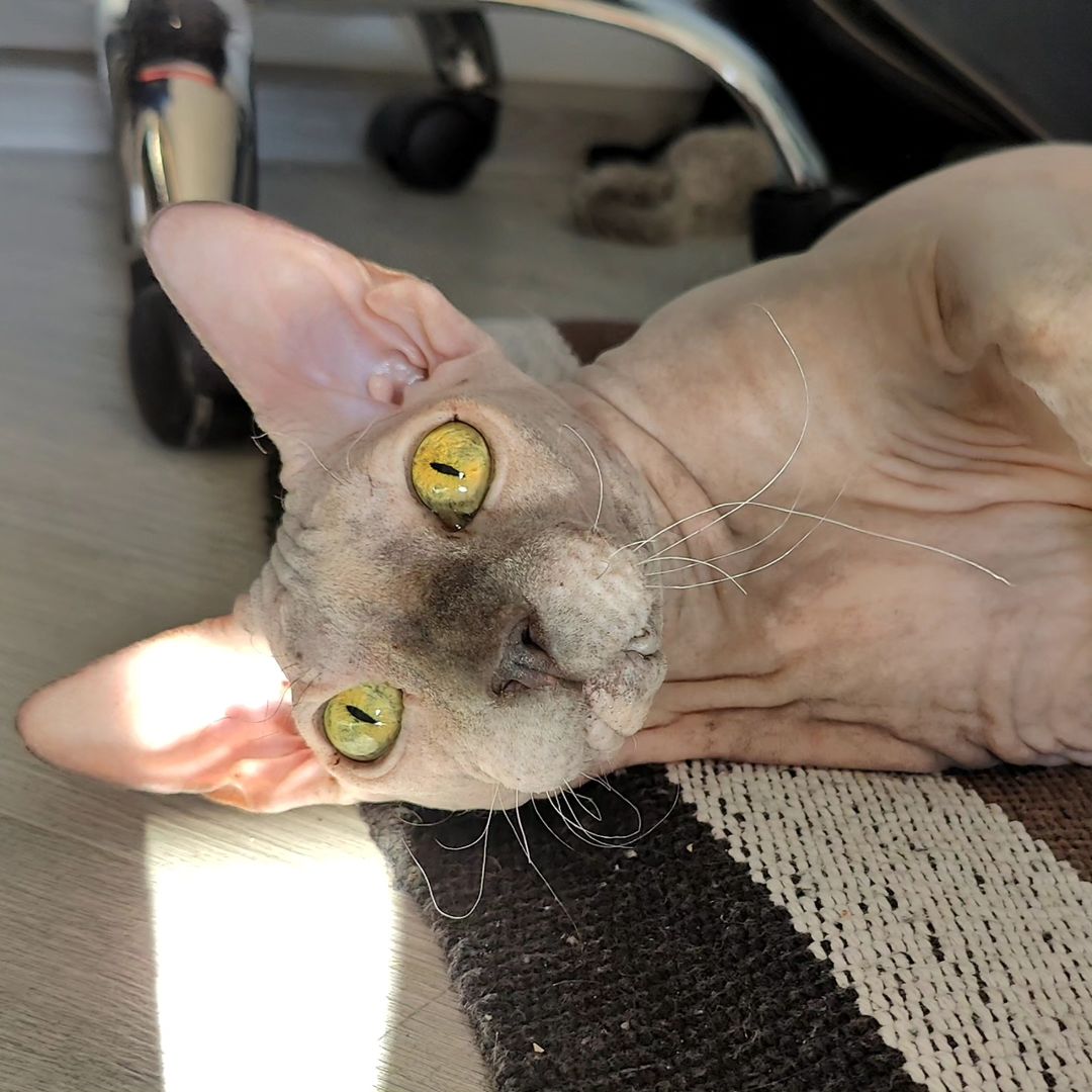 eva_sphynx_cat в LOOKY — фото 5