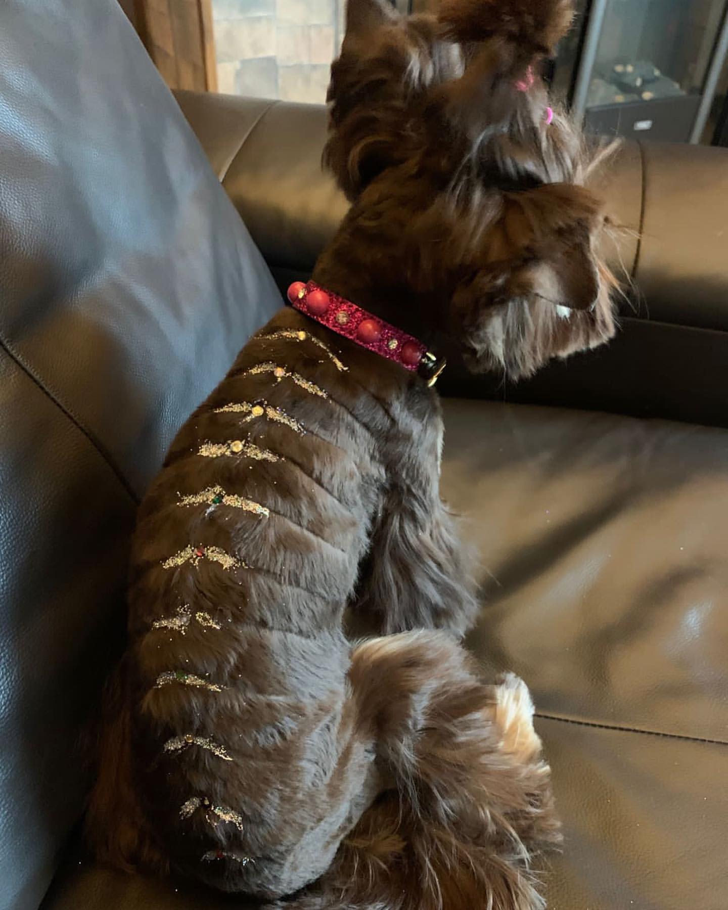 kennel_city_choco_fantasy в LOOKY — фото 2