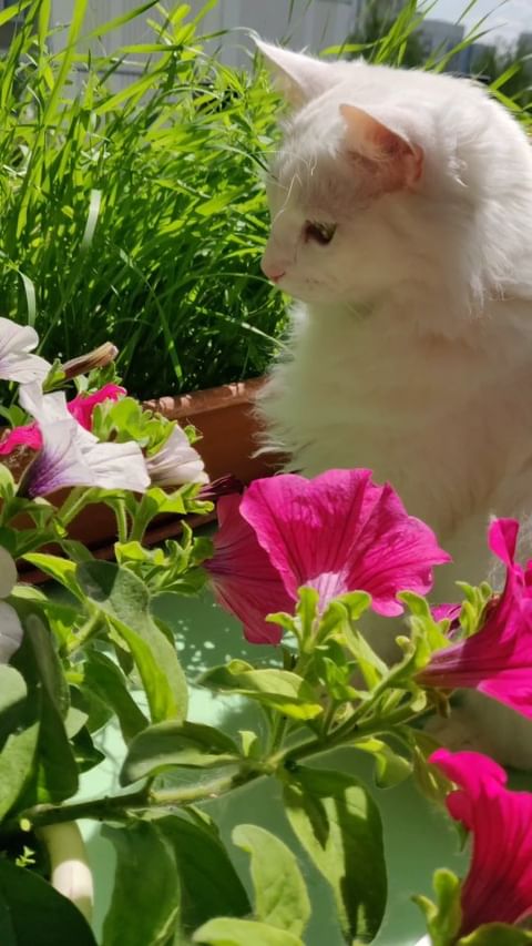 koyteaks в LOOKY. #лето,#котики,#цветы,#summer,#flowers,#cats,#cat. ✨🌞21 июня, самый дл...