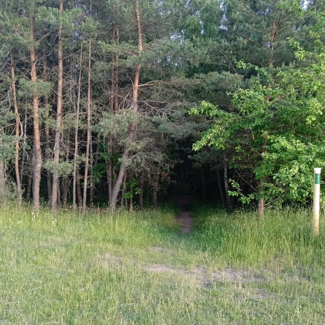 theloki357 in LOOKY. #life,#nature,#forest,#village,#top,#photo,#video,#instagood,#instalike,#instagram,#tegor137. Floresta 🌳

#i #lif...