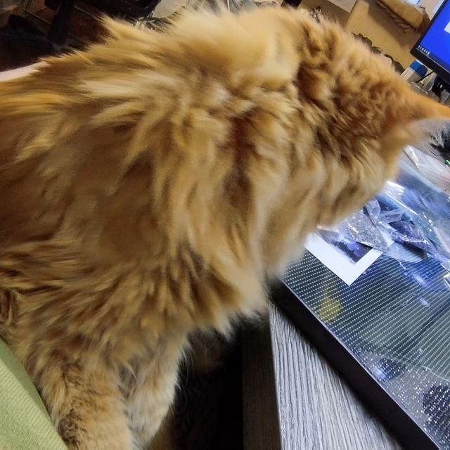 daha_na_nive в LOOKY. #котий,#кисундрий,#кисун,#рыжаяморда,#любимыйкот,#пакость,#леньпридумыватьхештег. Драмма в 4 действиях...