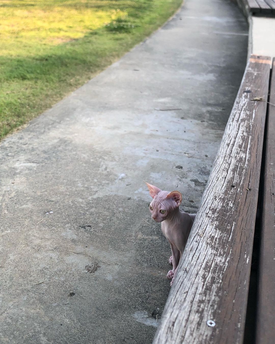 sping_cattery в LOOKY — фото 2