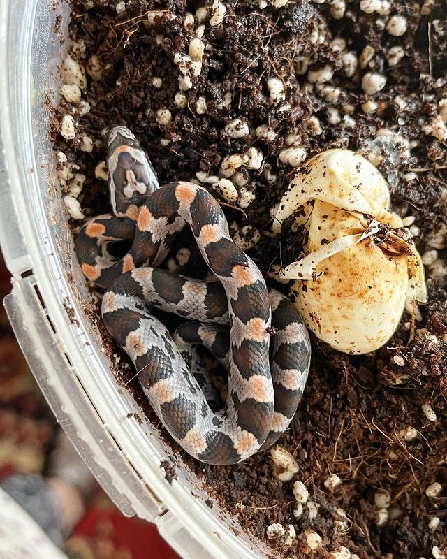 exzoopark_by в LOOKY. #машамузасоколовская,#exzoopark_by,#окити,#полоз,#маисовыйполоз,#reptile. 😍😍😍 ура, ура! Выш...