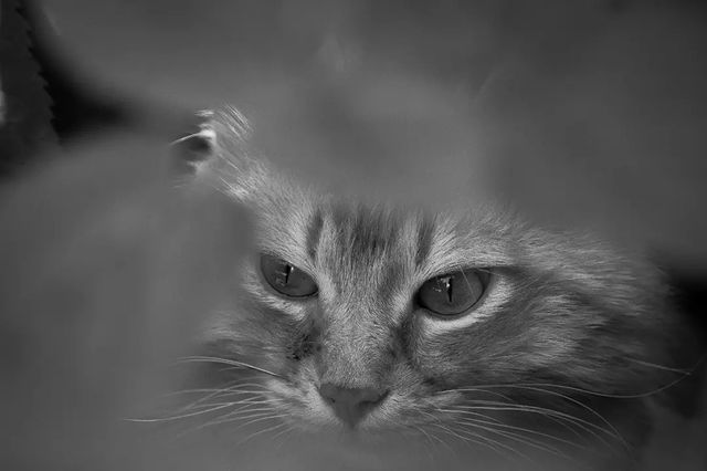 photo_monster_2400 в LOOKY. #кот,#домик,#деревня,#дорогадомой,#чбфотография,#чб,#cat,#village,#home,#roadhome,#sony,#sonyalpha,#prirodavf0kuse. Съёмка: 18 июня 2023...