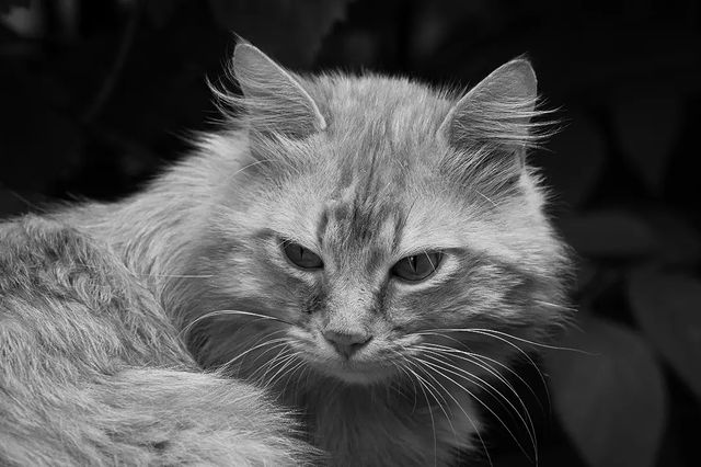 photo_monster_2400 в LOOKY. #кот,#домик,#деревня,#дорогадомой,#чбфотография,#чб,#cat,#village,#home,#roadhome,#sony,#sonyalpha,#prirodavf0kuse. Съёмка: 18 июня 2023...