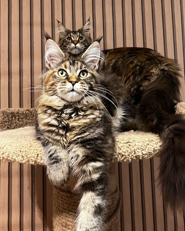 blackmaxhouse в LOOKY. #мейнкун,#мейнкунчерепашка,#мейнкун,#мейнкункотята,#мейнкунмосква,#мейнкунырулят,#maincoon,#maincoons,#maincoonstagram,#maincooncat,#maincoonlovers,#maincoonkitten,#maincooncats. Девчонки в поисках р...