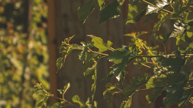 way_to_pro_in_photo_ в LOOKY. #nature,#naturephotography,#naturevideos,#aesthetic,#darkesthetic,#lifegood,#creativity,#creative,#creativephotography,#photography,#photo,#photoukraine,#🇺🇦,#🇪🇺,#lightroomedits,#cinematicvideo,#cinematography,#cinema,#cinematic,#lightroom,#запорожье,#кинодел,#nikoncoolpix,#waytoproinphoto,#prophoto,#nikon,#photography,#streetphotography,#streetphoto,#forestphotography,#cinematicphotography. 🏚️

⠀

⠀

⠀

#natur...