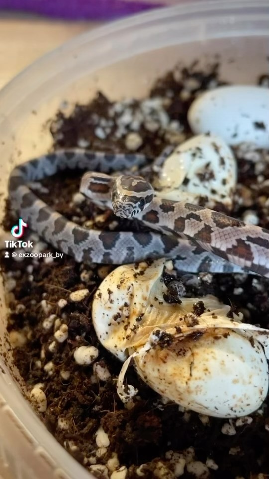 exzoopark_by в LOOKY. #машамузасоколовская,#exzoopark_by,#окити,#полоз,#маисовыйполоз,#reptile. Маленький, а уже зло...