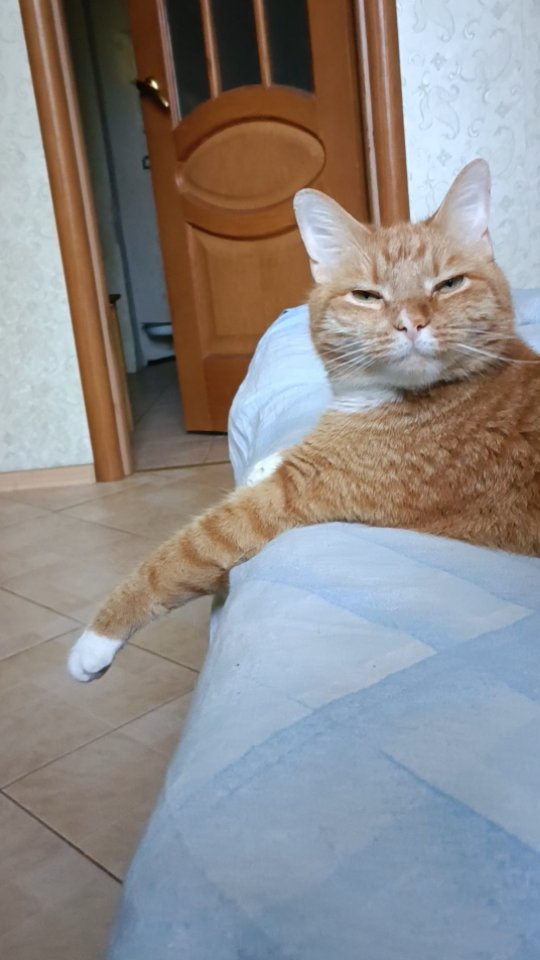 pavel.p.a в LOOKY. #хеппи,#котэ,#котан,#котейка,#рыжийкот. Доброе утро))))
#хеп...