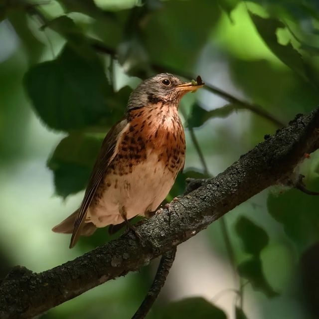dmitriibilly в LOOKY. #nikonz,#tamron,#tamron150600g2,#forestphotography,#birds_captures,#bird,#wildnature,#naturephotography,#beautiful,#nikonclub,#tamron_russia. #nikonz #tamron #tam...