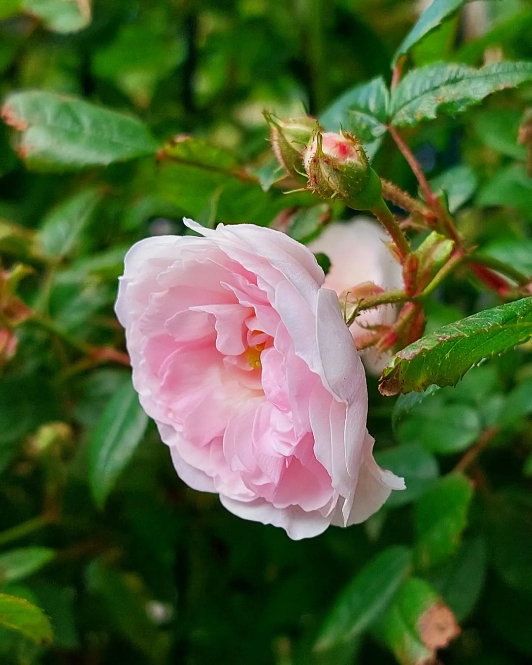 Beautiful beginning of the day 🌸

#roses #flowers #morning