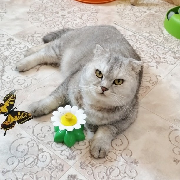 hotel_kotfelix в LOOKY. #кошка,#котики,#инстакот,#фотокошек,#зоогостиница,#гостиницадлякошек,#передержкакошек,#передержка,#регион70,#томск,#котомодель,#томскаяобласть,#томскиеновости,#инстатомск,#сибирь,#мирумир,#hotel_kotfelix,#cat,#cats,#instacat,#catsofinstagram,#catlover,#catstagram,#siberia,#tomsk,#instatomsk,#tomskgram. Всем привет!😽❤️😻
О...