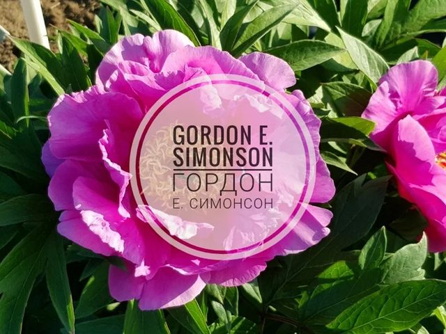 pion_volgograd в LOOKY. . 🌸Gordon E. Simonson...