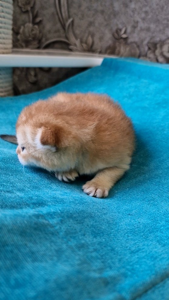 fur_flowers_cats в LOOKY. . Маленькое счастье