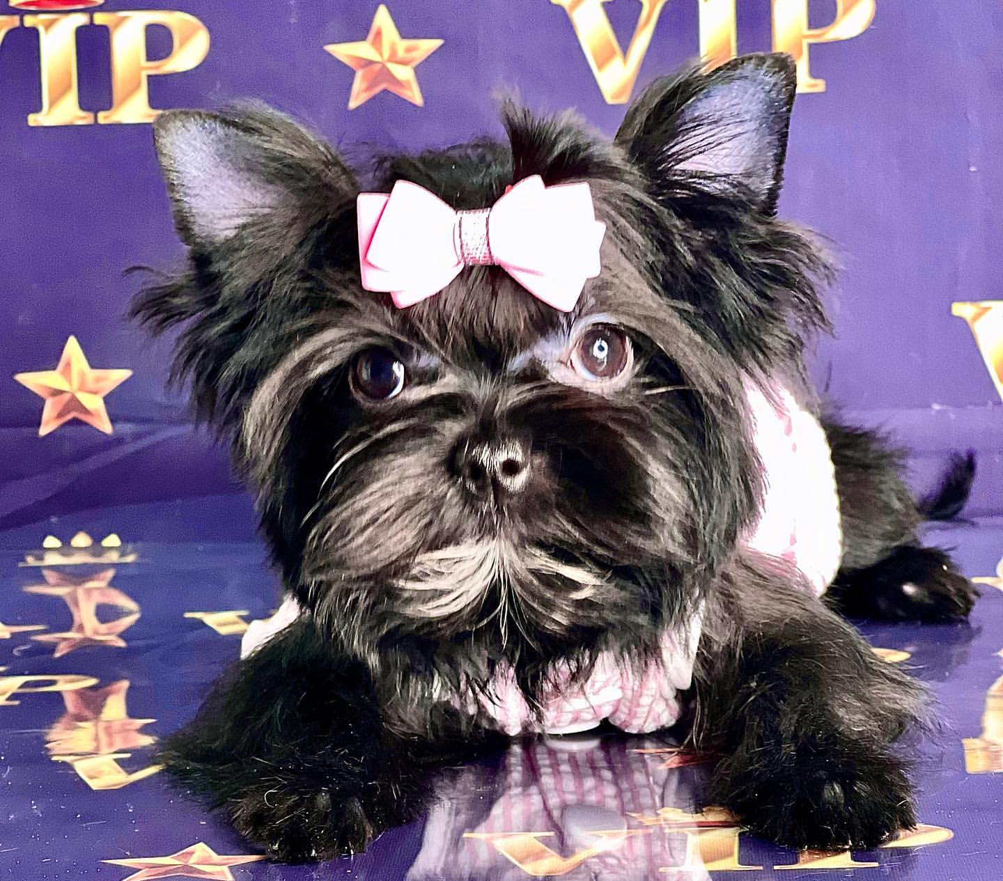 kennel_city_choco_fantasy в LOOKY — фото 10