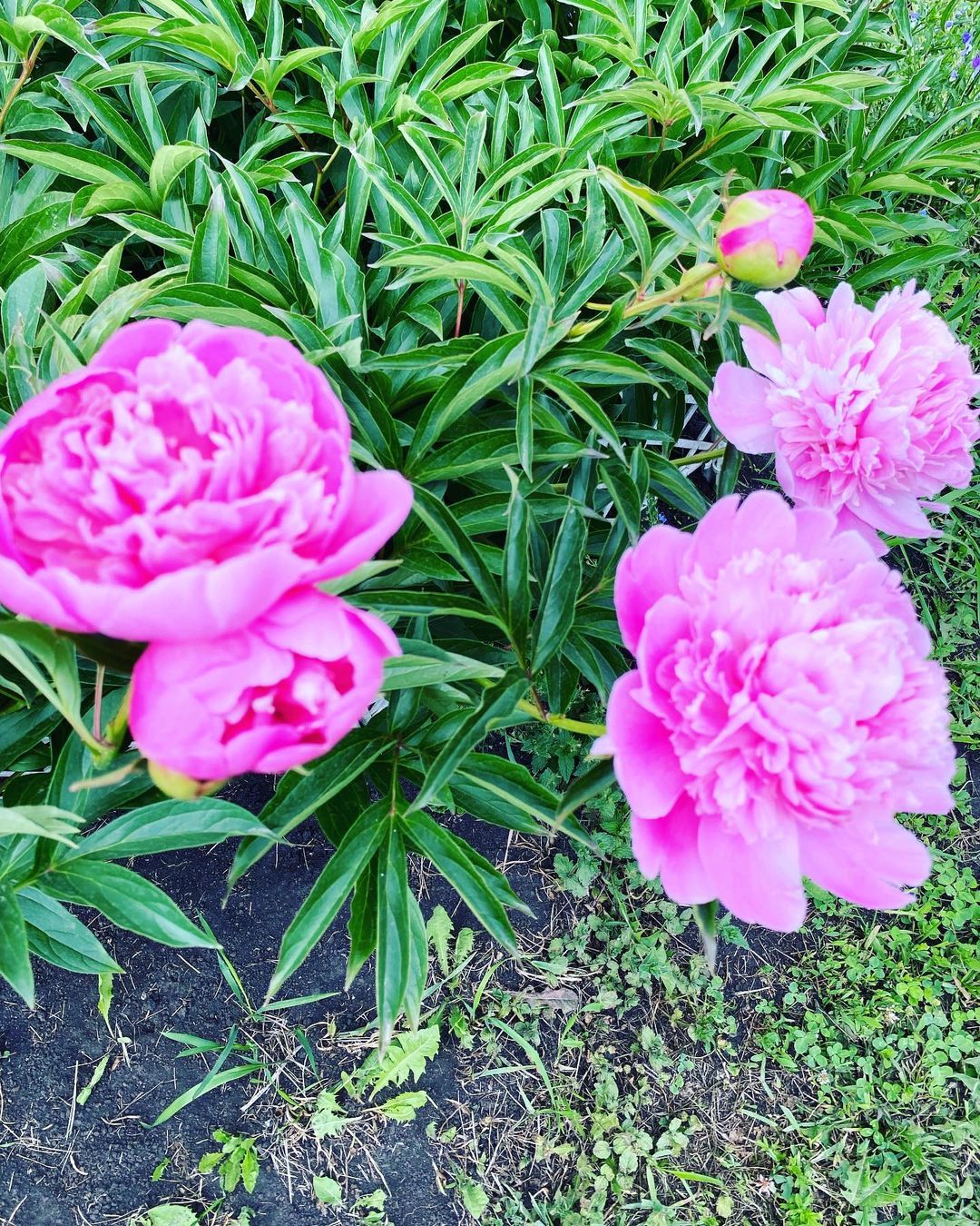 777_my_love_garden_777 в LOOKY — Моя любимая дача 🌸🌸🌸🥰 #дача #моялюбимаядача #цветы #пион
