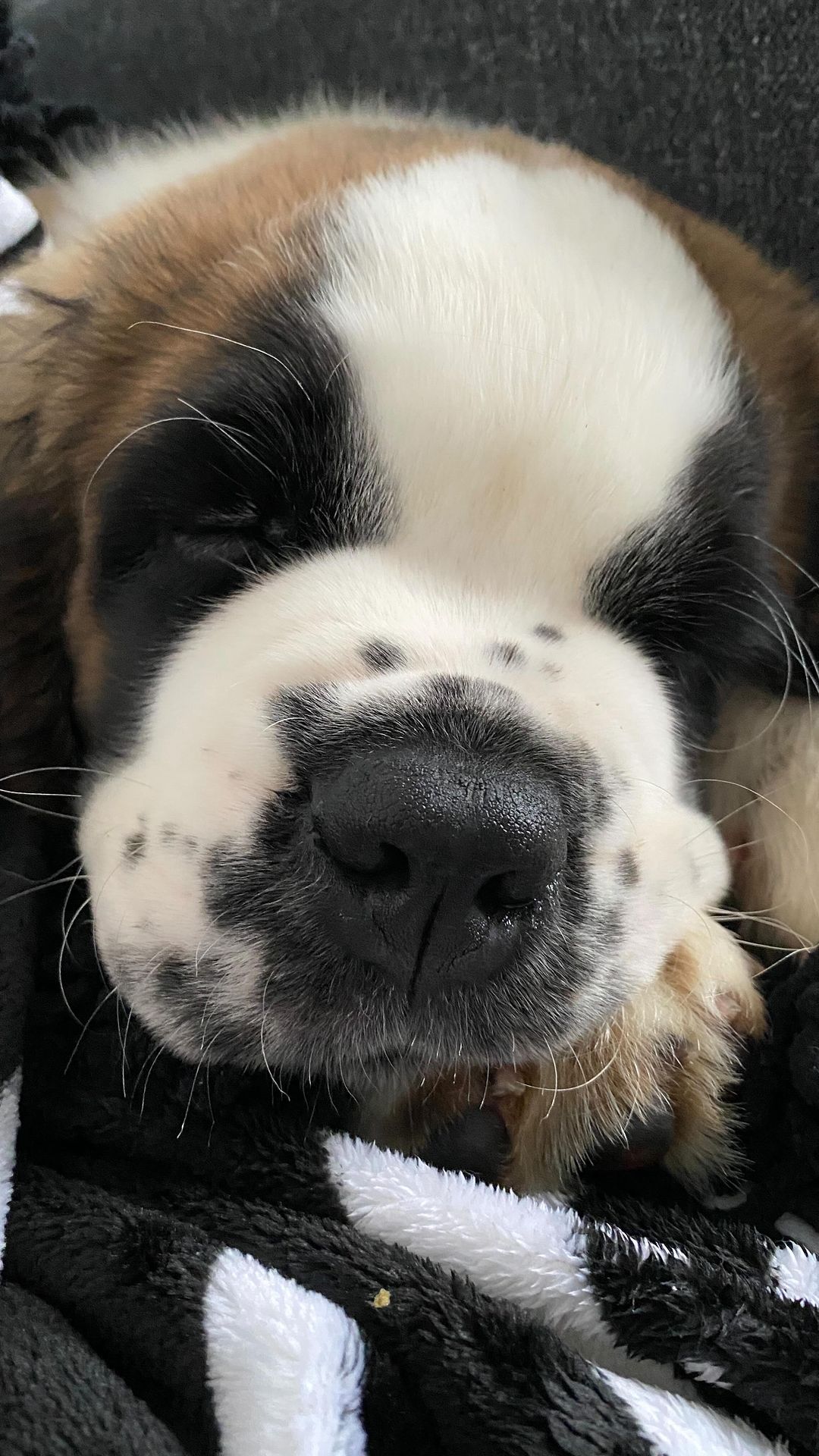 anstianity в LOOKY. #saintbernard,#сенбернар,#cassie,#кесси. Так вырос мой котёно...