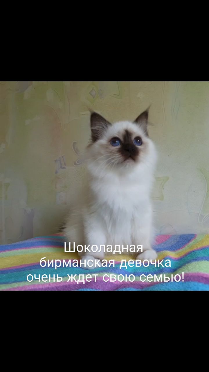 sacredbirman в LOOKY. . Синеглазая Священная...