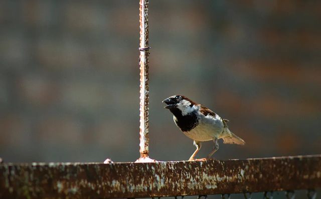 photo_monster_2400 в LOOKY. #воробей,#воробейнаветке,#птица,#птенчик,#лето,#birds,#bird,#summer,#sony,#sonyalpha,#prirodavf0kuse. Съёмка: 18 июня 2023...