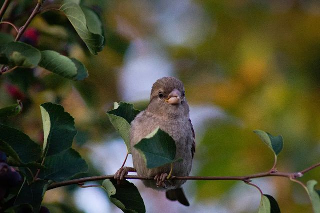 photo_monster_2400 в LOOKY. #воробей,#воробейнаветке,#птица,#птенчик,#лето,#birds,#bird,#summer,#sony,#sonyalpha,#prirodavf0kuse. Съёмка: 22 июня 2023...