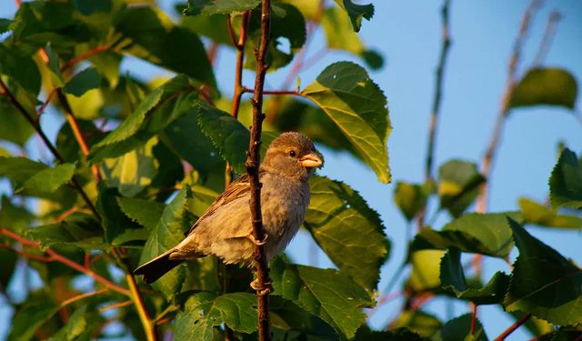 photo_monster_2400 в LOOKY. #воробей,#воробейнаветке,#птица,#птенчик,#лето,#birds,#bird,#summer,#sony,#sonyalpha,#prirodavf0kuse. Съёмка: 22 июня 2023...