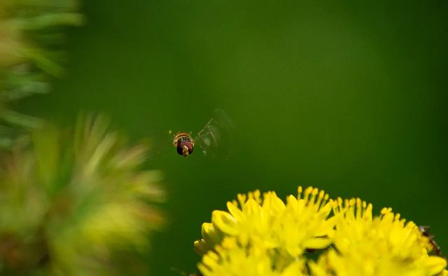 photo_monster_2400 в LOOKY. #растение,#цветок,#насекомое,#мушка,#plants,#flower,#macro,#macrophotography,#sony,#sonyalpha,#prirodavf0kuse. Съёмка: 18 июня 2023...